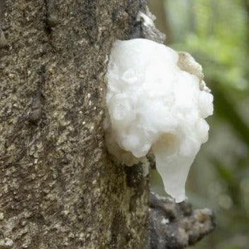 Resina naturale di Breu Bianco sul tronco di un albero, prezioso supporto sistemico.