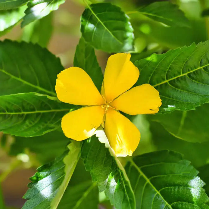 Fiore giallo di Damiana, estratto naturale per l'energia fisica e mentale.