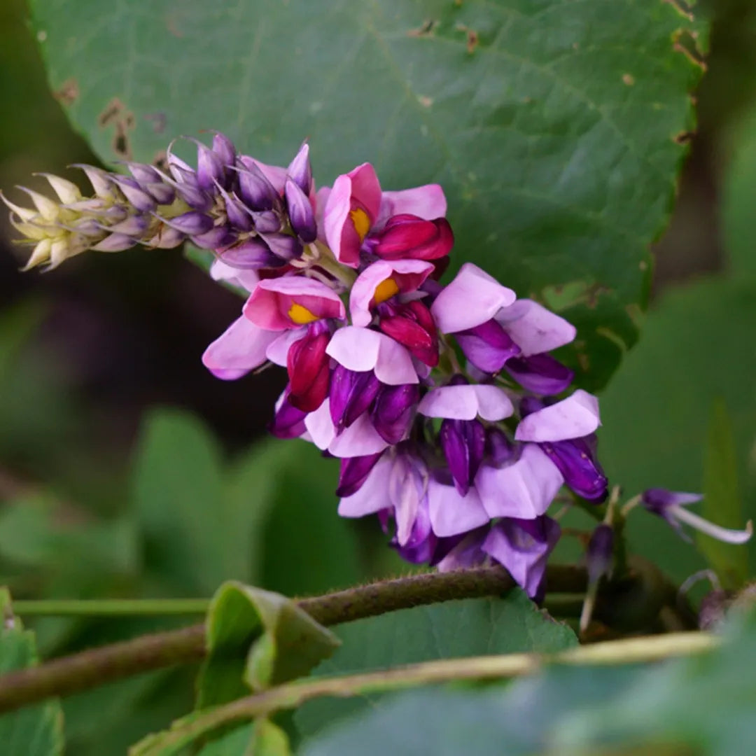 Fiori di Kudzu, pianta utilizzata per favorire la regolarità intestinale e per l'equilibrio dell'organismo anche durante la notte.